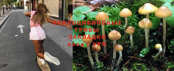 трава Аркадак
